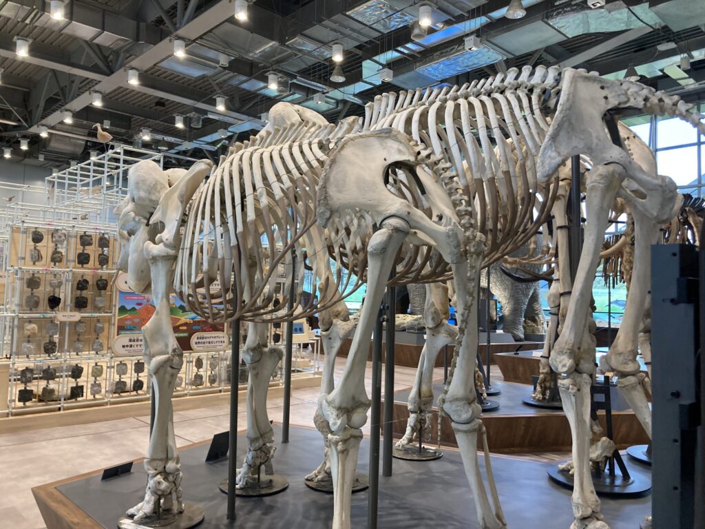 仙台市科学館4階に展示されている恐竜や化石