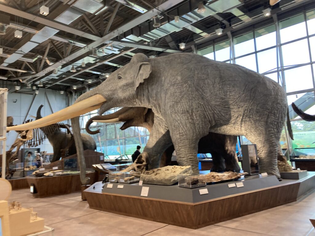 仙台市科学館4階の化石展示